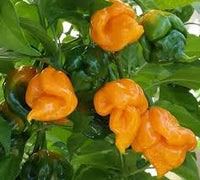 Trinidad Moruga Orange Samen zum Pflanzen