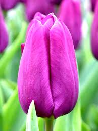 Violett Tulpe Blumensamen zur Aussaat – Wildblume Mischung – Traditionssorte & ohne Gentechnik Samen Hausgarten