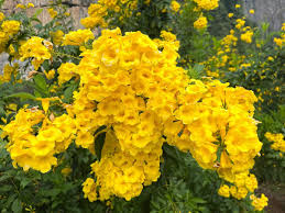 Esperanza Blumensamen zur Aussaat – leuchtend – Traditionssorte & ohne Gentechnik Samen Hausgarten