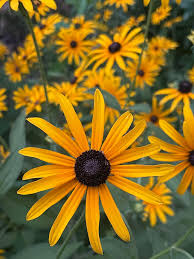 Cutleaf ConeFlower Samen zur Aussaat – Landhaus Garten wichtig – Traditionssorte & ohne Gentechnik Samen Hausgarten