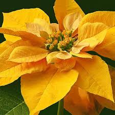 Gelb poinsettia anpflanzung samen