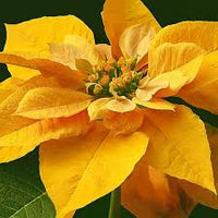 Gelb poinsettia anpflanzung samen