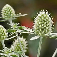 Grün Holly Strauch Blumensamen zur Aussaat – leuchtend Blüten – Traditionssorte & ohne Gentechnik Samen Hausgarten