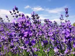 Lavendel Dendrobium Blumensamen zur Aussaat – pflegeleicht – Traditionssorte & ohne Gentechnik Samen Hausgarten