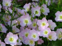 Weiß Rosa Primel Malacoides Samen Blumensamen zur Aussaat leuchtend Traditionssorte & ohne Gentechnik Samen Hausgarten