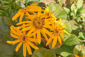 Ligularia Blumensamen zur Aussaat – Wildblume Mischung – Traditionssorte & ohne Gentechnik Samen Hausgarten