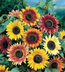 Gemischt Sonnenblume Samen zur Aussaat – kompakt Wuchs – Traditionssorte & ohne Gentechnik Samen Hausgarten
