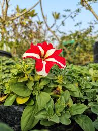 Weiß & Rot Petunie Blumensamen zur Aussaat – Anzucht – Traditionssorte & ohne Gentechnik Samen Hausgarten