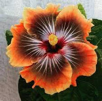 Schwarz Orange Hibiskus Blumensamen zur Aussaat Bestäuber freundlich Traditionssorte & ohne Gentechnik Samen Hausgarten
