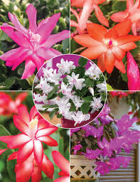 Multicolor Weihnachtskaktus Blumensamen zur Aussaat Wildblume Mischung Traditionssorte & ohne Gentechnik Samen Hausgarten