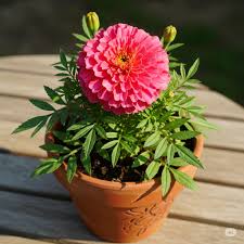 Mittagsgold Rosa Blumensamen zur Aussaat – leuchtend Blüten – Traditionssorte & ohne Gentechnik Samen Hausgarten