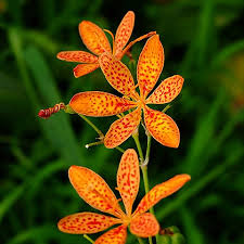 Belamcand Blumensamen zur Aussaat robust Sorte Traditionssorte & ohne Gentechnik Samen Hausgarten