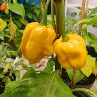 Trinidad Moruga Orange Samen zum Pflanzen