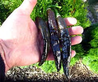 Aji Panca Chocolate Samen zum Pflanzen - Gemüse Garden Samen