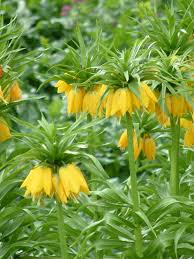 Gelb Imperial Crown Fritillaria Blumensamen zur Aussaat – hochwertige Qualitäts- – Traditionssorte & ohne Gentechnik Samen Hausgarten