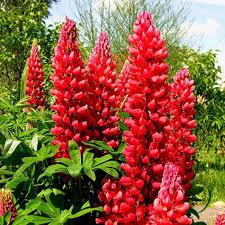 Rot Lupine Blumensamen zur Aussaat leuchtend Blüten Traditionssorte & ohne Gentechnik Samen Hausgarten