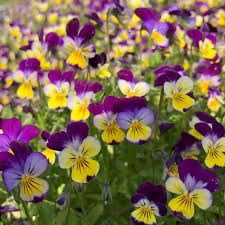 mehrfarbige Stiefmütterchen Blumensamen zur Aussaat – sonnenliebend – Traditionssorte & ohne Gentechnik Samen Hausgarten
