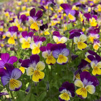 mehrfarbige Stiefmütterchen Blumensamen zur Aussaat – sonnenliebend – Traditionssorte & ohne Gentechnik Samen Hausgarten