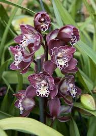 Lila Orchidee Cymbidium Blumensamen zur Aussaat – duftend Blüten – Traditionssorte & ohne Gentechnik Samen Hausgarten