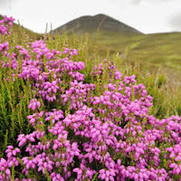 Calluna Vulgaris Blumensamen zur Aussaat – Bestäuber freundlich – Traditionssorte & ohne Gentechnik Samen Hausgarten
