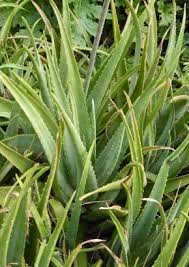 Edible Aloe Vera Blumensamen zur Aussaat – farbenfroh Schau – Traditionssorte & ohne Gentechnik Samen Hausgarten