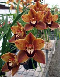 Braun Schmetterlingsorchidee Orchidee Blumensamen zur Aussaat Anzucht Traditionssorte & ohne Gentechnik Samen Hausgarten