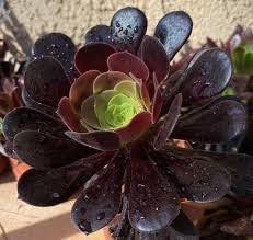 Schwarz Atropureum Blumensamen zur Aussaat – Landhaus Garten wichtig – Traditionssorte & ohne Gentechnik Samen Hausgarten