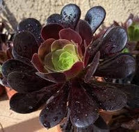 Schwarz Atropureum Blumensamen zur Aussaat – Landhaus Garten wichtig – Traditionssorte & ohne Gentechnik Samen Hausgarten