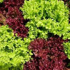 Lettuce Mix Samen for Indoor Planting