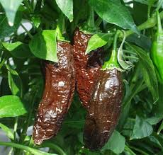 Graines d’Aji Panca Chocolate à planter — graines pour le potager