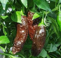 Aji Panca Chocolate Samen zum Pflanzen - Gemüse Garden Samen
