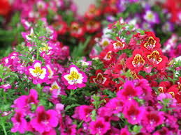 Schizanthus Blumensamen zur Aussaat – Wildblume Mischung – Traditionssorte & ohne Gentechnik Samen Hausgarten