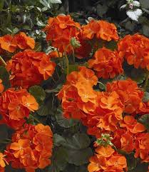 Orange Geranie Blume Garten Samen Blumensamen zur Aussaat – sonnenliebend – Traditionssorte & ohne Gentechnik Samen Hausgarten