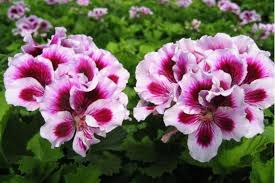 Weiß Lila Geranie Blumensamen zur Aussaat lang Blüte Saison Traditionssorte & ohne Gentechnik Samen Hausgarten