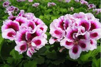 Weiß Lila Geranie Blumensamen zur Aussaat lang Blüte Saison Traditionssorte & ohne Gentechnik Samen Hausgarten