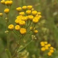 Costmary Blumensamen zur Aussaat – Drought verträglich – Traditionssorte & ohne Gentechnik Samen Hausgarten