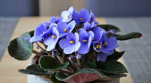 Himmelblau Saintpaulia Blumensamen zur Aussaat – Anzucht – Traditionssorte & ohne Gentechnik Samen Hausgarten