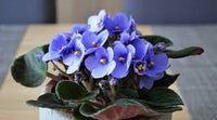 Himmelblau Saintpaulia Blumensamen zur Aussaat – Anzucht – Traditionssorte & ohne Gentechnik Samen Hausgarten