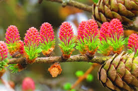 Orange Larch Blumensamen zur Aussaat – hochwertige Qualitäts- – Traditionssorte & ohne Gentechnik Samen Hausgarten