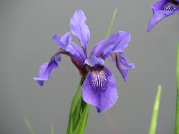 Violett Bulleyana Blumensamen zur Aussaat – Wildblume Mischung – Traditionssorte & ohne Gentechnik Samen Hausgarten