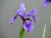 Violett Bulleyana Blumensamen zur Aussaat – Wildblume Mischung – Traditionssorte & ohne Gentechnik Samen Hausgarten