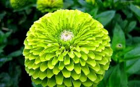 Lime Grün Mittagsgold Blumensamen zur Aussaat Schnitt Blume beliebt Traditionssorte & ohne Gentechnik Samen Hausgarten
