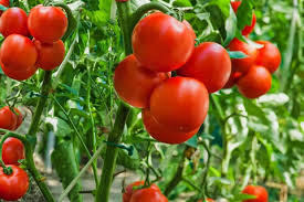 Maroon Tomate Planting Samen for Home Gardens