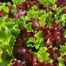 Lettuce Mix Samen for Indoor Planting