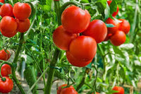 Linguisa Tomate Samen zum Pflanzen - Traditionell Gemüse Variety