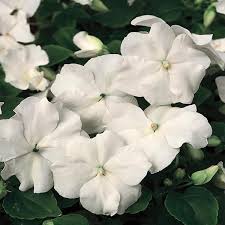 Weiß Springkraut Blumensamen zur Aussaat leuchtend Blüten Traditionssorte & ohne Gentechnik Samen Hausgarten
