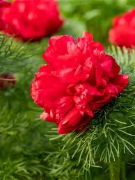 Paeonia Tenuifolia Blumensamen zur Aussaat – Halbschatten verträglich – Traditionssorte & ohne Gentechnik Samen Hausgarten