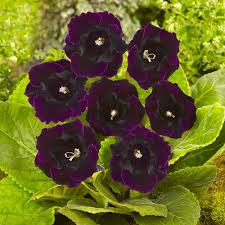 Schwarz Gloxinie Blumensamen zur Aussaat Garten beliebt Traditionssorte & ohne Gentechnik Samen Hausgarten