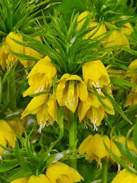 Gelb Imperial Crown Fritillaria Blumensamen zur Aussaat – hochwertige Qualitäts- – Traditionssorte & ohne Gentechnik Samen Hausgarten