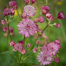 Rosa Astrantia Blumensamen zur Aussaat – hochwertige Qualitäts- – Traditionssorte & ohne Gentechnik Samen Hausgarten